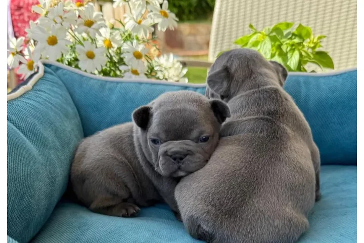$350 : Cachorros Bulldog Francés image 2