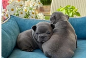 $350 : Cachorros Bulldog Francés thumbnail