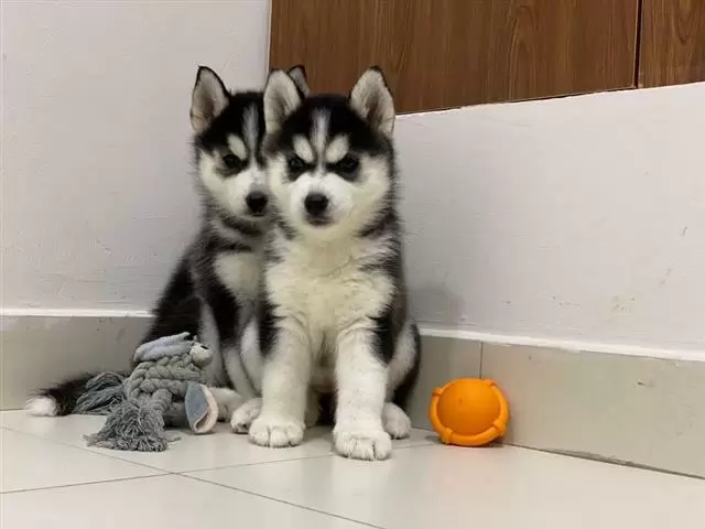 $420 : Husky puppies! image 2