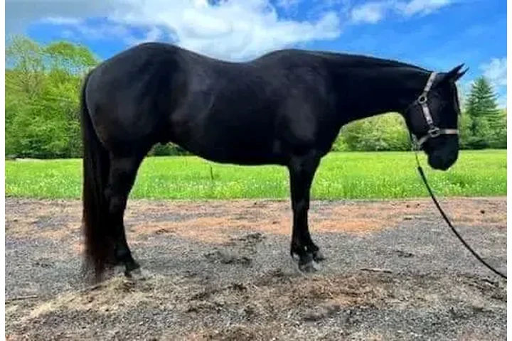 $1200 : Horse for sale image 3