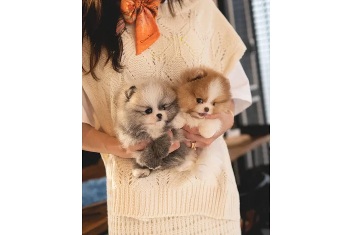 $350 : Cachorros Pomerania en venta image 3