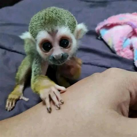 $300 : dos monos ardilla bebé image 2