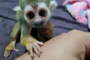 $300 : dos monos ardilla bebé thumbnail