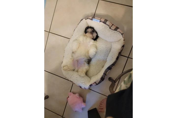 $350 : Cachorros Shihtzu en venta image 5