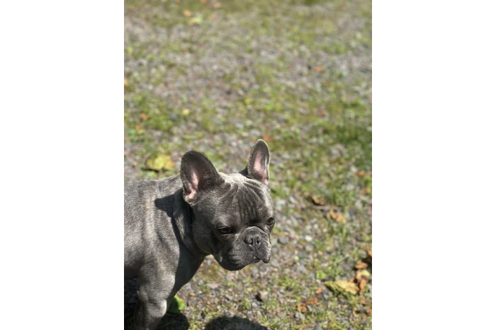 $1500 : French bulldog image 3