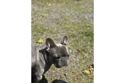 $1500 : French bulldog thumbnail