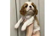 Cavalier king puppy