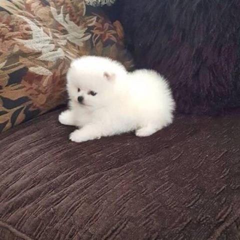 $250 : best  Pomeranians puppies image 2