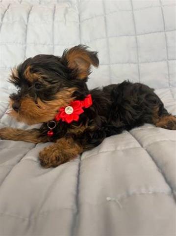 $100 : Cachorros yorkie en adopcion image 1