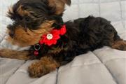 Cachorros yorkie en adopcion en Boise