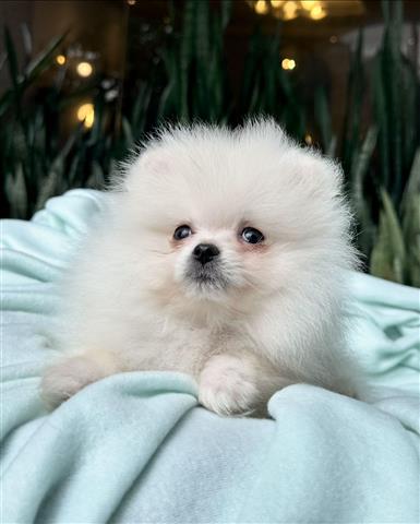 $350 : Cachorrito Pomerania image 1