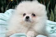 Cachorrito Pomerania