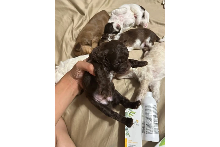 $350 : Cachorros Shihtzu en venta image 1