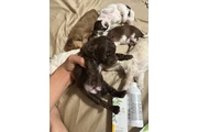 Cachorros Shihtzu en venta en Austin