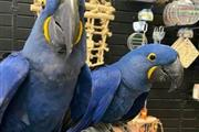 $300 : Han carter parrots thumbnail