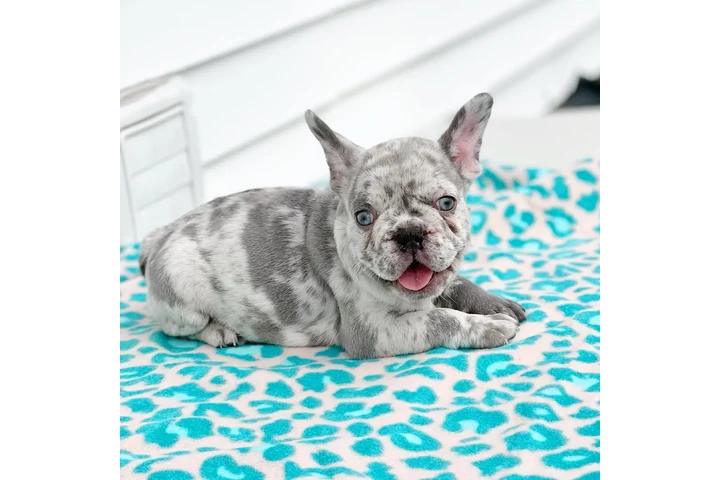 $500 : bulldog francés image 3