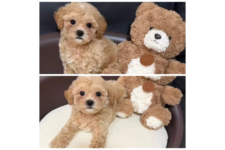 $600 : Maltipoo puppies image 3