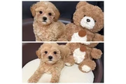 $600 : Maltipoo puppies thumbnail