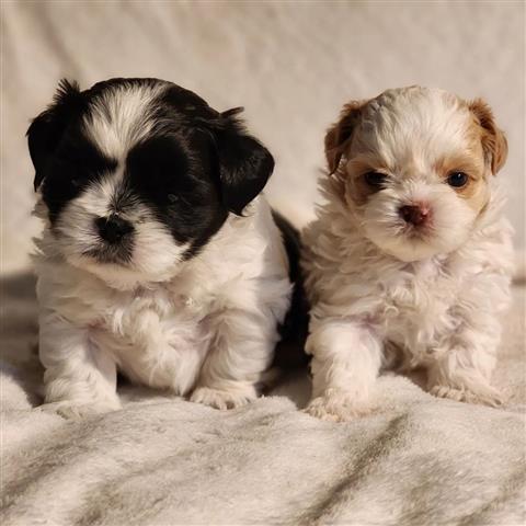 $350 : cachorros shih tzu image 2