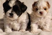 $350 : cachorros shih tzu thumbnail