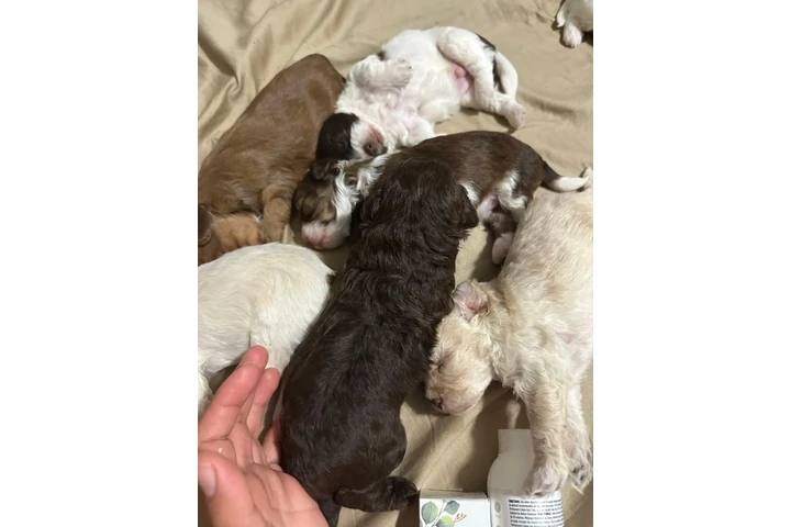 $350 : Cachorros Shihtzu en venta image 3