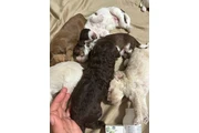 $350 : Cachorros Shihtzu en venta thumbnail