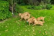 Buy Golden Retriever Puppie en Aguadilla