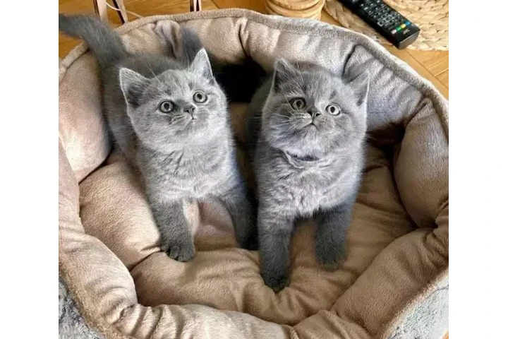 $310 : 2 British Shorthair azul listo image 1