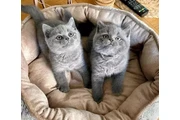 2 British Shorthair azul listo en Elizabeth