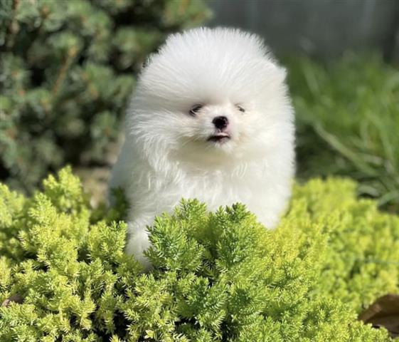 $250 : A'class white Pomeranian Pup's image 1