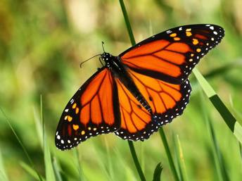 Mariposa Monarca