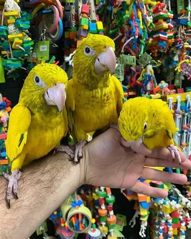 $2500 : TONY  PARROTS FOR REHOMING image 2