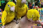 $2500 : TONY  PARROTS FOR REHOMING thumbnail