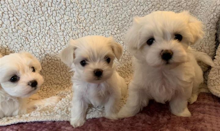 $500 : Adorable Maltese puppies image 1