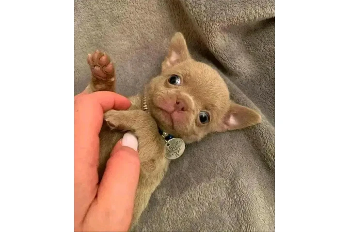 $350 : Cachorros de chihuahua image 2