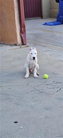 Dogo argentino image 2