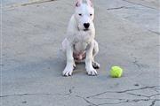 Dogo argentino thumbnail