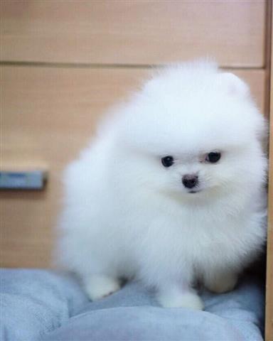 $1 : Pomeranian Pups for free adopt image 1