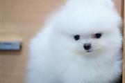 Pomeranian Pups for free adopt en Bakersfield