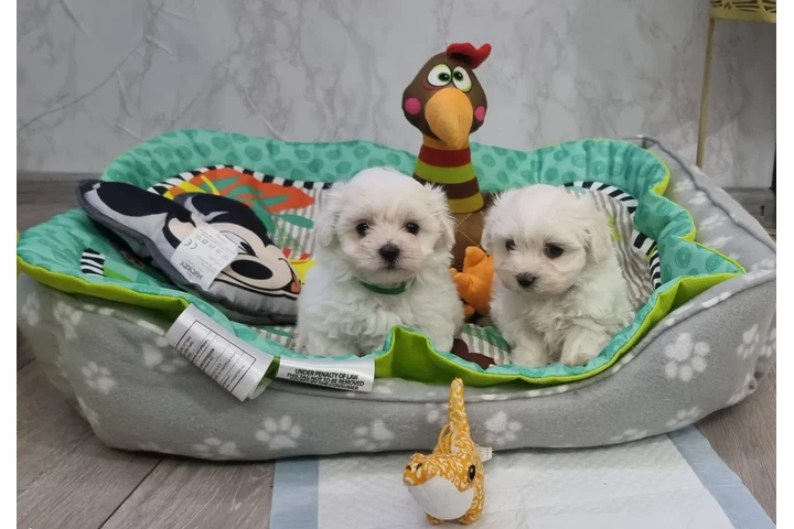 $456 : Tiny Maltese Puppies image 2