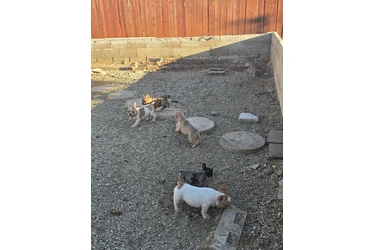 French bulldogs fluffy carrier en Los Angeles