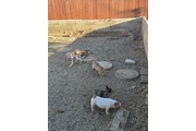 French bulldogs fluffy carrier en Los Angeles