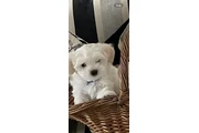 Malteses en venta en Miami