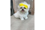 MALTIPOO EN VENTA en New York