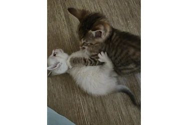 GATITOS GRATIS EN LOS ANGELES en Los Angeles