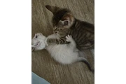 GATITOS GRATIS EN LOS ANGELES en Los Angeles