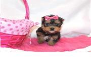 Small yorkie puppies avail en New Haven