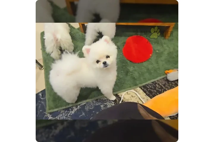 $900 : Pomeranian puppies image 3