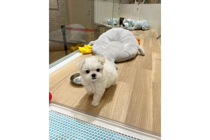 $350 : cachorros malteses image 1