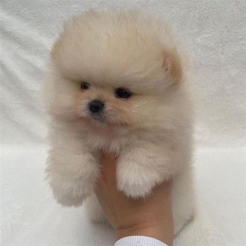 $500 : Teacup Pomeranian puppies 🐶 image 3